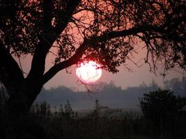 boom in de veld- Bij roze en oranje zonsondergang dichtbij omhoog foto