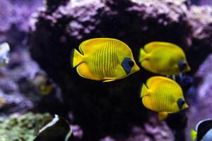 geel tropisch vissen ontmoeten in blauw koraal rif zee water aquarium foto