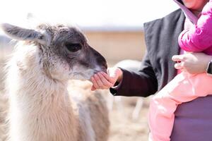 moeder en dochter voeden schattig dier Alpaka lama Aan boerderij buitenshuis foto