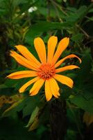 tithonia bloem met geel petel heeft Latijns naam tithonia diversifolia van asteraceae familie bloeien in de tuin foto