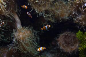 Ocellaris clown vis clown anemonefish clown vis false percula clown vis amphiprion Ocellaris dier onderwater- foto dichtbij omhoog klein vis