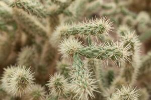 een groot cactus met doornen in de wild doornig achtergrond foto