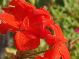 geranium plant geraniales rode bloem foto