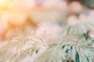 albizia julibrissin met groen bladeren en roze pluizig bloemen - ook genaamd Perzisch zijde boom of roze zijde boom. selectief focus. foto