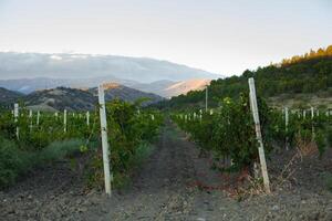 wijngaard Bij de voet van de berg foto