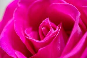 mooi roze roos bloem macro foto