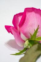 mooi roze roos bloem macro foto