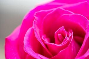 mooi roze roos bloem macro foto