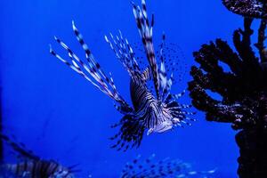 vis koraalduivel - zebra, pterois volitans foto