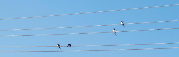 vogelstand zitten Aan elektrisch draden tegen de blauw lucht foto