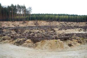 ontbossing Woud ramp verandering klimaat globaal opwarming probleem gekapt pijnboom bomen liggen zand mijnbouw. foto