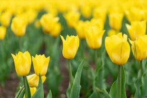 geel tulp bloemen achtergrond buitenshuis foto