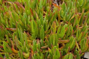 natuur achtergronden. noorden botanisch tuin dichtbij omhoog achtergrond foto