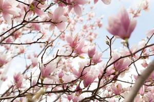 detailopname van magnolia boom bloesem met wazig achtergrond en warm zonneschijn foto