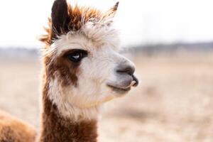 schattig dier Alpaka lama Aan boerderij buitenshuis foto