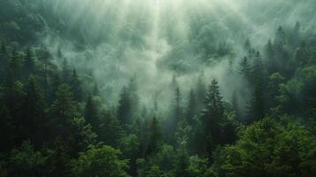 ai gegenereerd mistig Woud gevulde met bomen foto