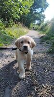 ai gegenereerd mollig puppy's eerste wandelen onhandig en nieuwsgierig foto