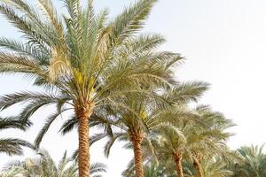 groep van palm boom laag hoek visie tropisch foto