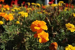 oranje geel goudsbloem bloem detailopname. geurig geel bloemen foto