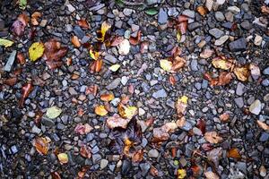 kleurrijk nat kiezelsteen steen in stroom water met herfst vallend blad achtergrond foto