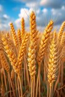 ai gegenereerd gouden tarwe veld- Aan zonnig dag foto