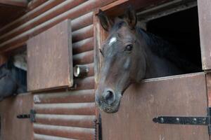 twee paard looks door venster houten deur stal aan het wachten voor rijden foto