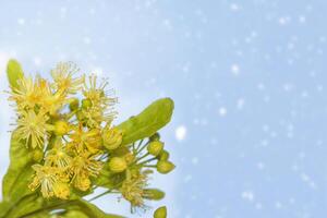 bloemen boom linde hout, thee, natuurlijk achtergrond. foto