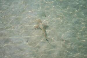 baby haaien Bij de kristal Doorzichtig zee water. foto