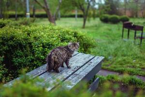 katten op zoek Bij camera foto