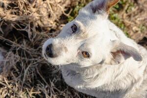 thema met een rasecht hond - foto voor divers thema's met honden