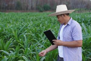 Aziatisch Mens boer is Bij tuin, houdt slim tablet naar inspecteren groei van planten. concept , slim boer, gebruik technologie in landbouw naar inspecteren, onderzoeken en nemen zorg van gewassen. foto