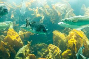 vissen in aquarium of reservoir onder water Aan vis boerderij foto
