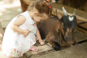 vriendelijk geiten willen een weinig huisdier en sommige lekker voedsel van deze schattig weinig meisje Bij een kinderboerderij dierentuin foto