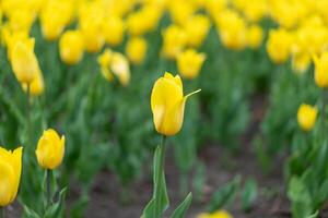 geel tulp bloemen achtergrond buitenshuis foto