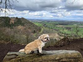 een visie van een hond Aan een boom Bij peckforton foto