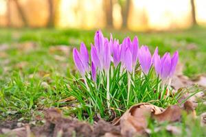 krokussen in een weide in zacht warm licht. voorjaar bloemen dat heraut de lente. bloemen foto