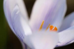 single krokus bloem subtiel afgebeeld in zacht warm licht. voorjaar bloemen foto