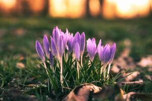 krokussen in een weide in zacht warm licht. voorjaar bloemen dat heraut de lente. bloemen foto