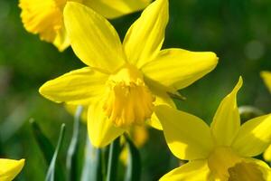 narcissen Bij Pasen tijd Aan een weide. geel bloemen schijnen tegen de groen gras foto