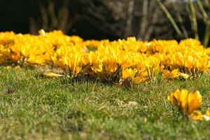 krokussen in een weide in zacht warm licht. voorjaar bloemen dat heraut de lente. bloemen foto