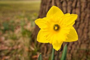 narcissen Bij Pasen tijd Aan een weide. geel bloemen schijnen tegen de groen gras foto