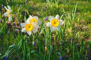 narcissen Bij Pasen tijd Aan een weide. geel wit bloemen schijnen tegen de gras foto