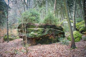 met mos bedekt zandsteen met klein Spar bomen Aan de steen in de Saksisch Zwitserland foto