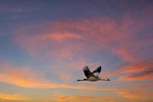 kranen vlieg in de lucht Bij zonsondergang. migrerend vogelstand Aan de schat. dieren in het wild foto