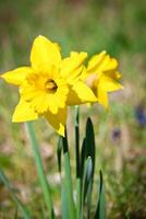 narcissen Bij Pasen tijd Aan een weide. geel bloemen schijnen tegen de groen gras foto