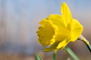 narcissen Bij Pasen tijd Aan een weide. geel bloemen schijnen tegen de groen gras foto