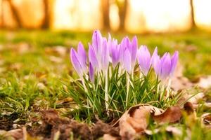 krokussen in een weide in zacht warm licht. voorjaar bloemen dat heraut de lente. bloemen foto