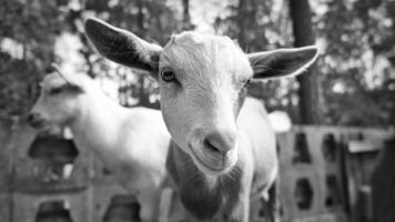 portret van een geit in zwart en wit. grappig dier foto. boerderij dier Aan de boerderij foto