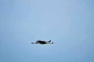 kranen vlieg in de blauw lucht. migrerend vogelstand Aan de schat. dieren in het wild foto