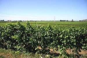 landschappen en details van mooi chileens wijngaarden foto